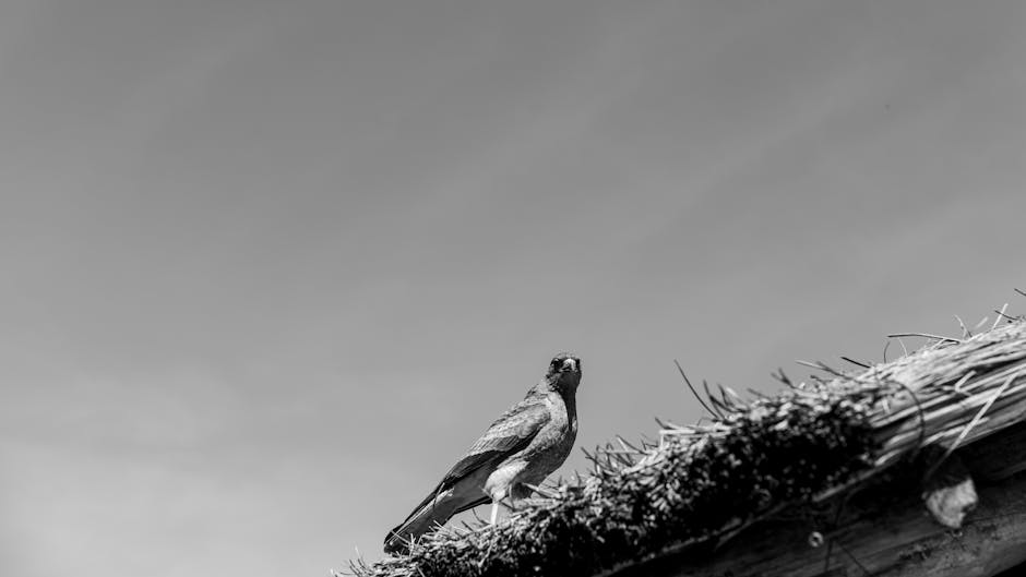 Vigilant bird on a roof